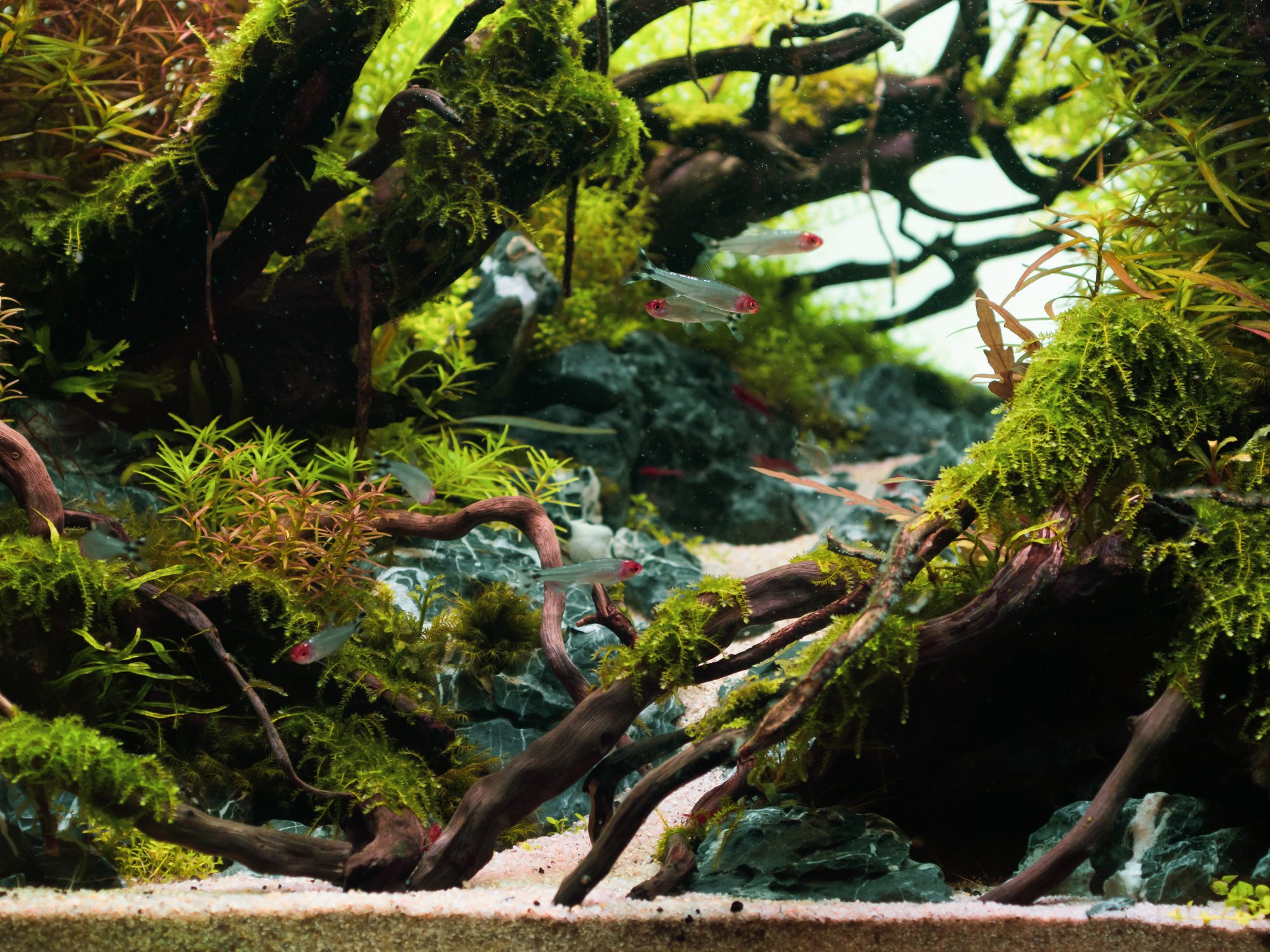 Planted tropical aquascape with mossed driftwood, rockwork and a shoal of small tetras